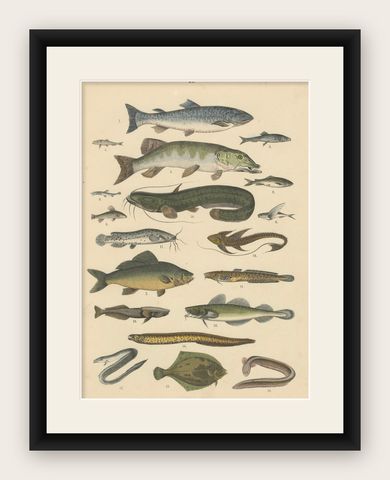 Freshwater Fish Print: Pike, Catfish, Eel, Trout, Antique 1867, shown framed