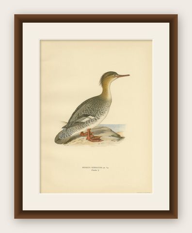 Antique Bird Print of a Female Red-Breasted Merganser by Von Wright '1929', shown framed