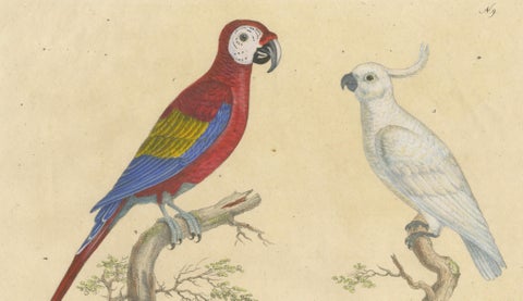 Macaw, Cockatoo & Amazon Parrots, Brodtmann Hand-Colored Lithograph, 1816, close-up 2