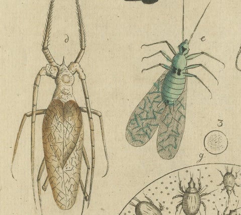 Antique Handcolored Engraving of Aphids and Related Small Insects, c.1800, close-up 2
