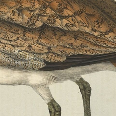 Antique Hand-Coloured Bird Print of the Ruffed Bustard, 1832, close-up 2