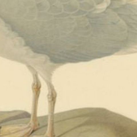 Antique Bird Print of the European Herring Gull 'Winter', 1929, close-up 2