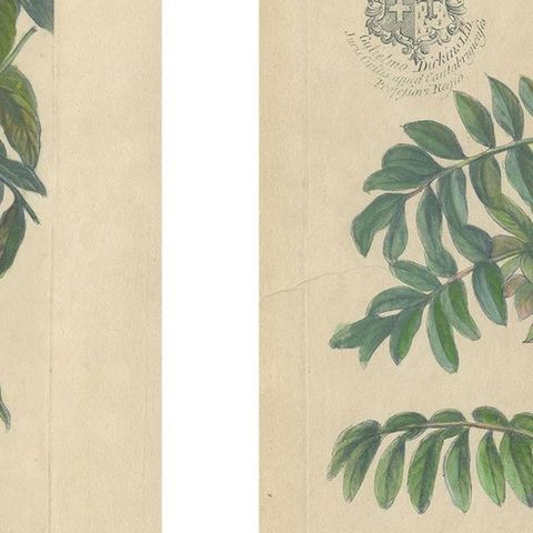 Set - Cassia Barbadensis & Marilandica, Botanical Prints by John Martyn c.1728, close-up 2