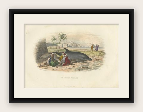 Le Dauphin Vulgaire (Common Dolphin), Hand-Colored Engraving, 1840, shown framed