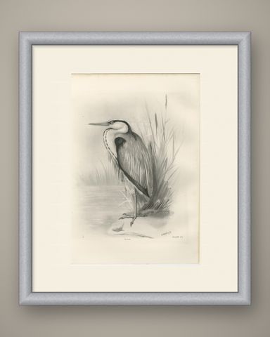 Grey Heron, Antique Bird Print after Lilian Medland, circa 1909, shown framed