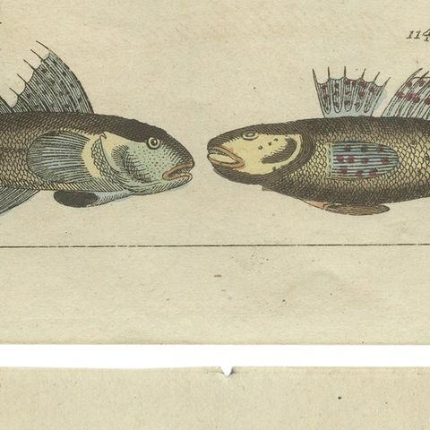 Set of 2 Antique Fish Prints - Dolphin Fish - Goby - Sand Tilefish, close-up 2