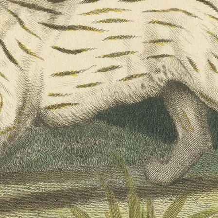 Antique Print with Hand Coloring of a Pampas Cat, close-up 5