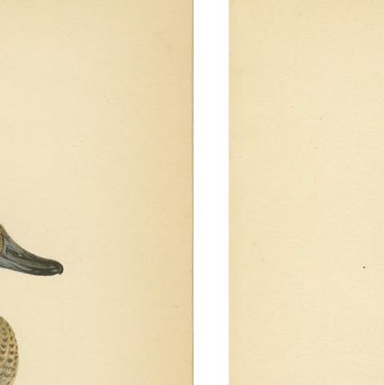 1929 Swedish Duck Lithographs Pair, Pintail & Pochard, close-up 1