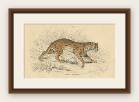 Hand-Colored Print of the Javan Leopard from Jardine's Natural History, 1860, shown framed