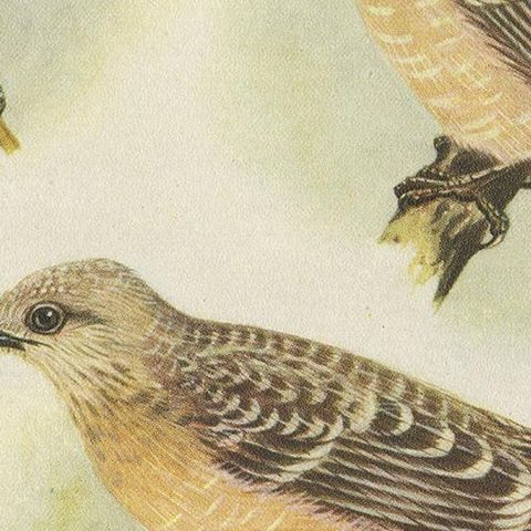 Antique Print of the Spotted Bower Bird and Fawn-Breasted Bower Bird, 1950, close-up 2