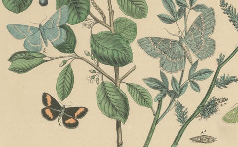 Victorian Moth Illustrations by William Forsell Kirby, 1882, close-up 3