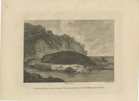Antique Print of a Sea Otter of Nootka Sound in British Columbia, Canada, 1801, view 2