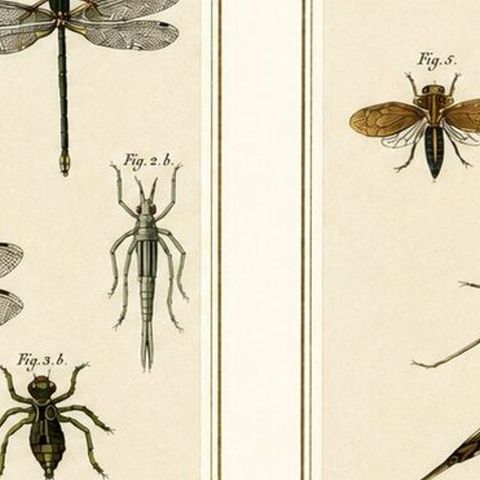 Pair of Antique Dragonfly, Cicada & Exotic Insect Engravings, Bertuch, c.1815, close-up 5