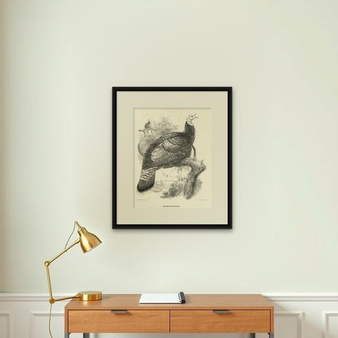 Antique Bird Print of Mexican Turkey, Lithograph, Circa 1868, Rare, shown framed on a wall