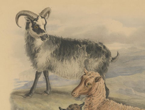 Old Lithograph of Ewe, Ram and Lamb of the Zetland and Orkney Islands - 1842, close-up 3