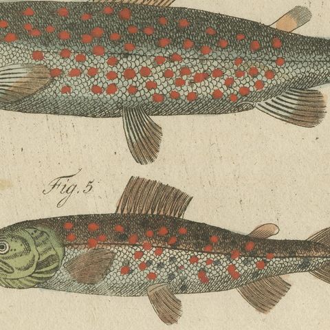 Five Trout with Salmon Trout and Alpine Char, Antique Bertuch Print, circa 1805, close-up 3