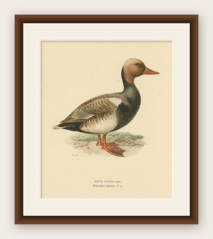 Crimson Crown: Old Bird Print of The Red-Crested Pochard by Magnus von Wright, shown framed