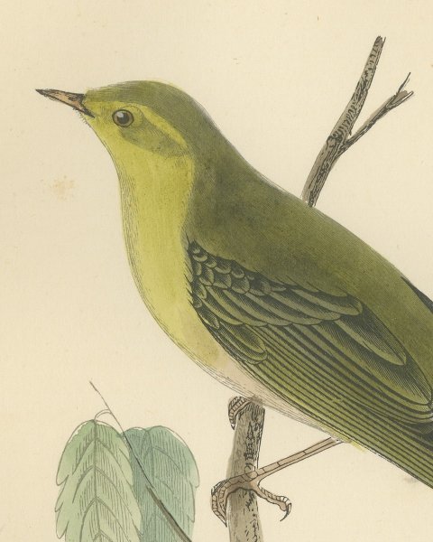 Wood Warbler in Yellow and Green, Hand Colored Morris Bird Plate, 1896, close-up 1