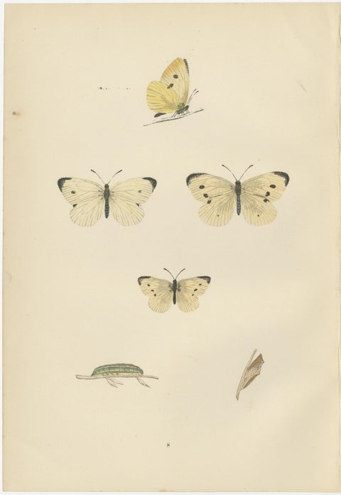 Winged Elegance: Stages of Lepidopteran Grace, Published in 1890, view 3