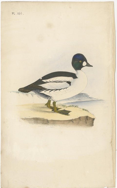 Antique Bird Print of a Duck, C.1840, view 2