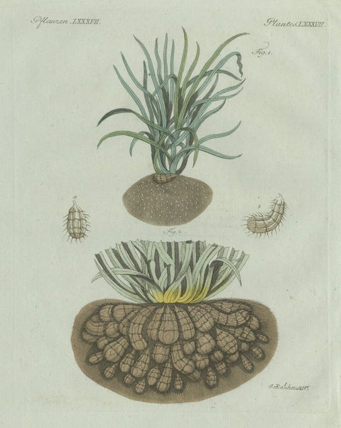 Original Antique Botanical Print of Tiger Nut by Bertuch, 1800, close-up 1