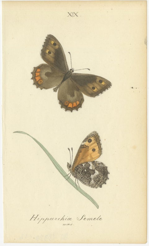 Small-Format Butterfly Engravings with Botanical Studies, 1835, view 3