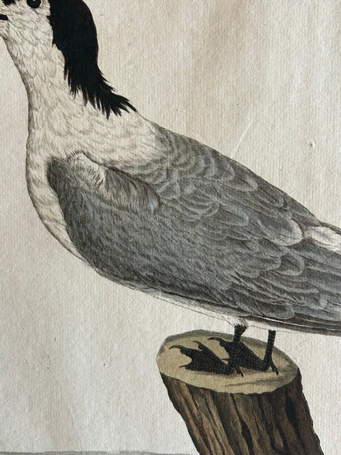 Sandwich Tern, Sterna Cantiaca, Antique Hand-Coloured Bird Print, c.1829, view 6