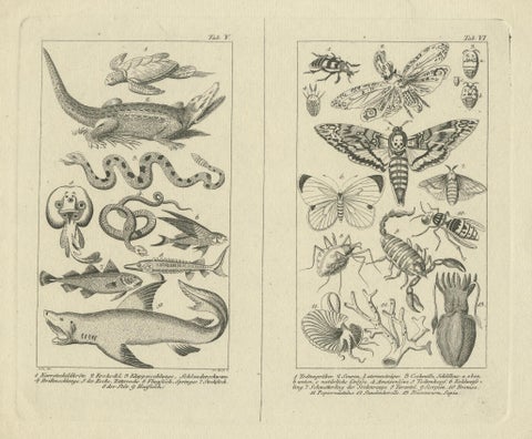 Antique Zoological Engravings of Reptiles, Fish & Insects, c.1800, close-up 1