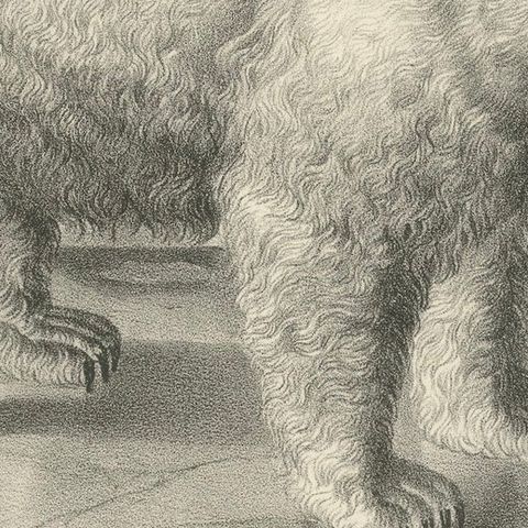 The Polar Bear from 'The Mammals' Natural History Lithographs, Published in 1836, close-up 4