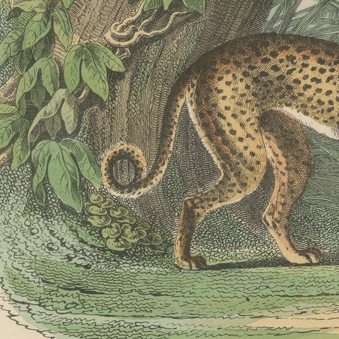Antique Lion, Jaguar, Leopard and Cheetah Print, Big Cats by Kolb, circa 1890, close-up 1