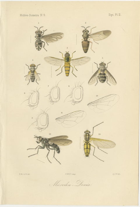 Set of 3 Antique Fly Prints, Sumatra Diptera Species c.1887, view 3