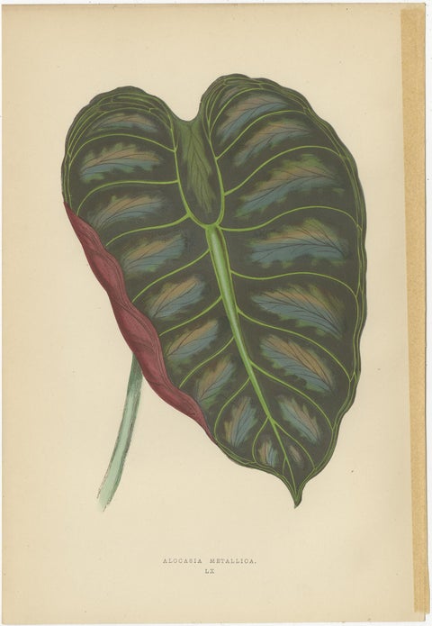 Set of 6 Botany Prints - Alocasia Metallica - Echites Nutans (1891), view 7