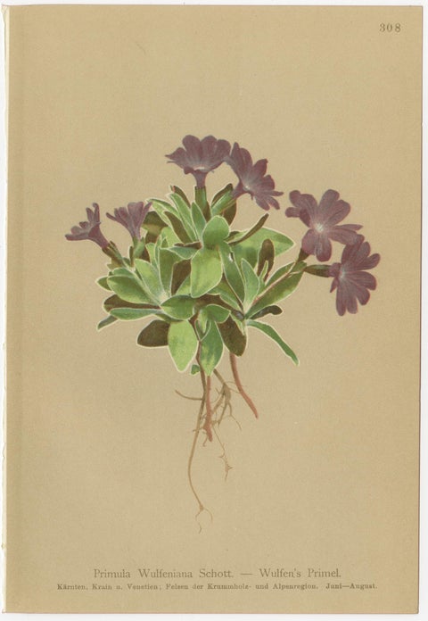 Alpine Primula Botanical Prints, Decorative Floral Set, Palla 1897, view 5