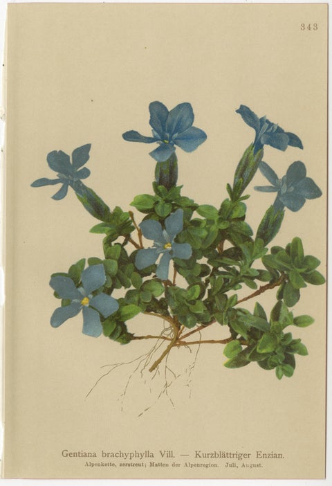 Alpine Gentian Botanical Prints Set of 4, Antique Chromolithographs 1897, view 5