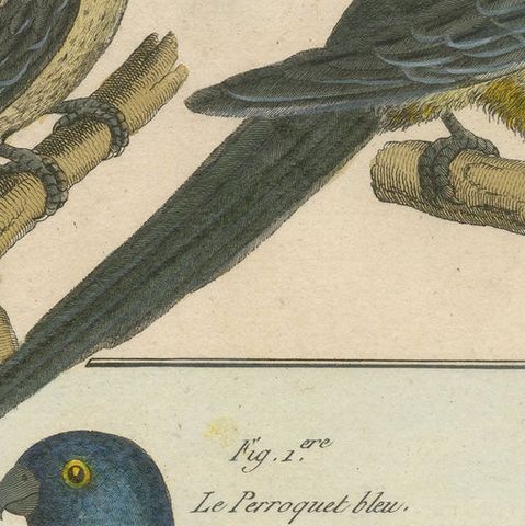 Richly Hand-Colored, Authentic Copper Engraving of 4 Parrots(1792), close-up 1