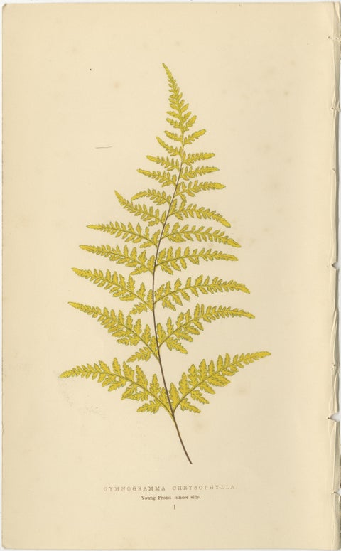 Antique Victorian Fern Botanical Prints, Gymnogramma Plates Wall Art 1856, view 2