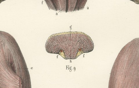 The Muscles of the Tongue and Hyoid, Antique Hirschfeld Anatomy Print, 1866, view 6