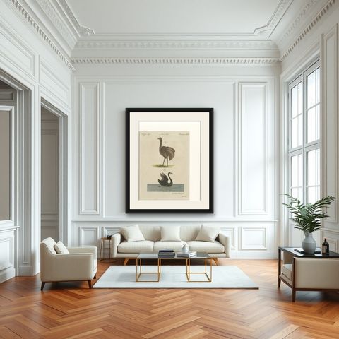 Antique Greater Rhea & Black Swan Engraving, Bertuch, 1798, shown framed in a room