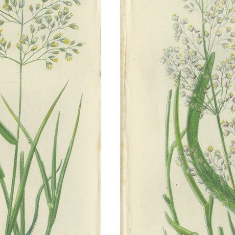 Moonwort and Adder’s Tongue Ferns Antique Botanical Prints, 1873, close-up 2