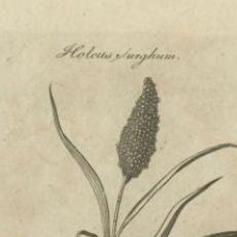 Antique Print of Passerine Birds and Insects, 1797, close-up 1