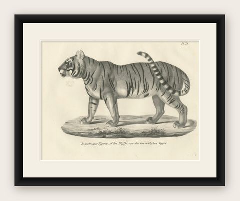 19th-Century Lithograph of the Striped Tigress, Mate of the Royal Tiger, shown framed