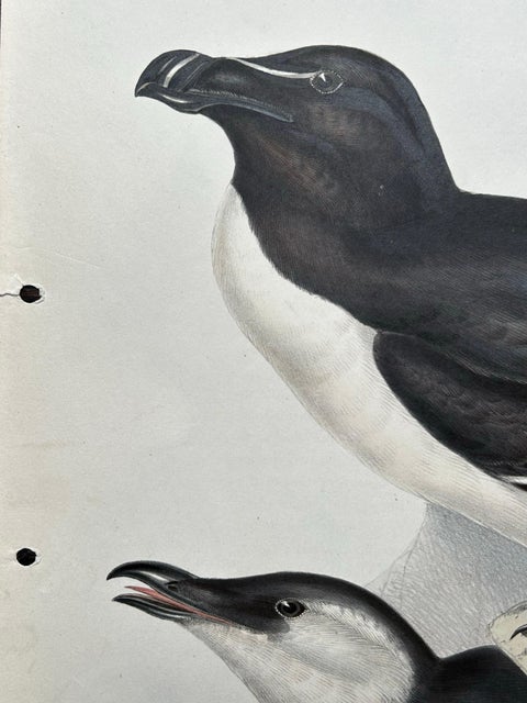 Elegant Hand-Colored Print of the Razor-Bill Auk by John Gould, c.1832, view 2