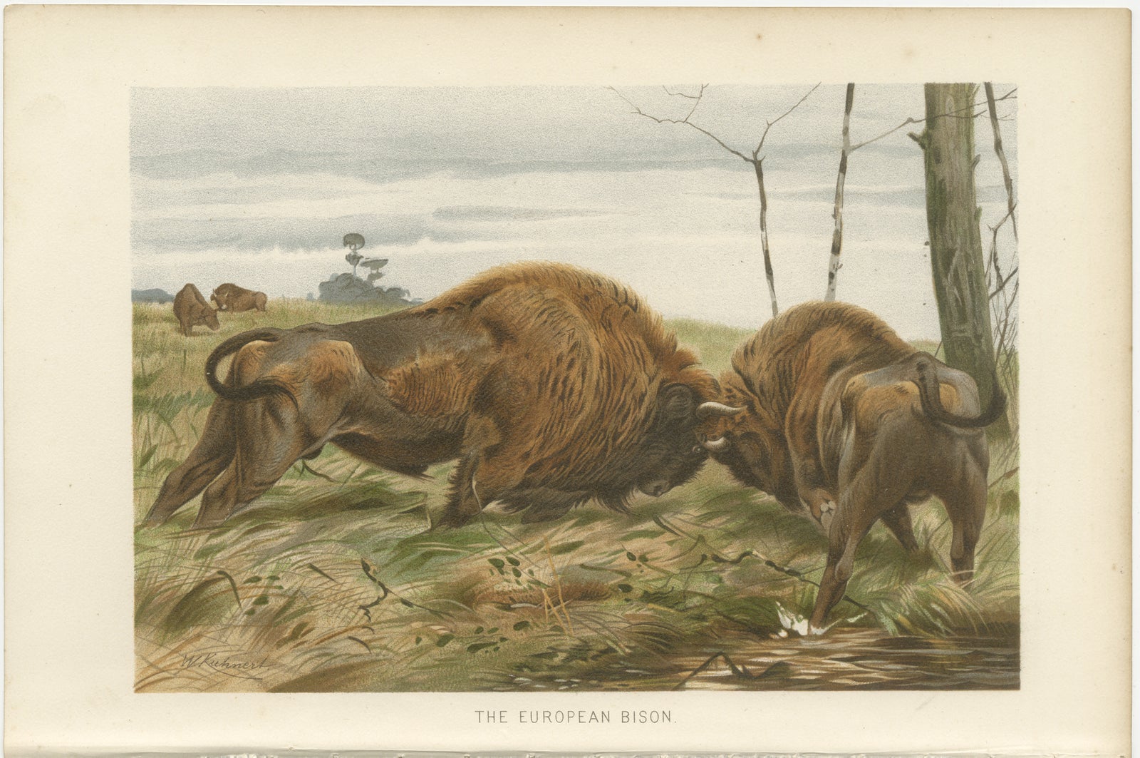 European Bison, Antique Wildlife Chromolithograph after Kuhnert, 1894