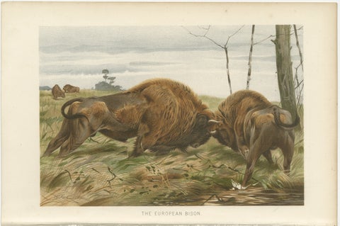 European Bison, Antique Wildlife Chromolithograph after Kuhnert, 1894