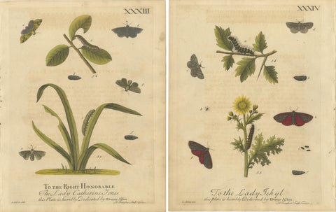 Antique English Moths and Caterpillars on Grass & Flowering Plants, Albin 1720, view 2