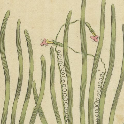 Frogbit and Spiral Tape Grass Water Plants, Antique Bertuch Print, circa 1818, close-up 4