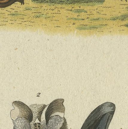 Whispers of the Night: Anatomical Elegance of Horseshoe Bats, 1775, close-up 5