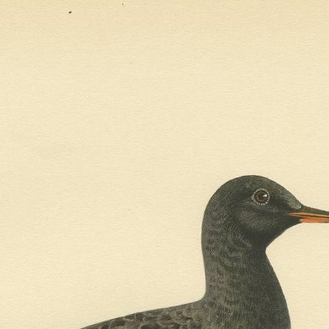 Antique Bird Print of the Spotted Redshank 'Summer' by Von Wright, 1929, close-up 1