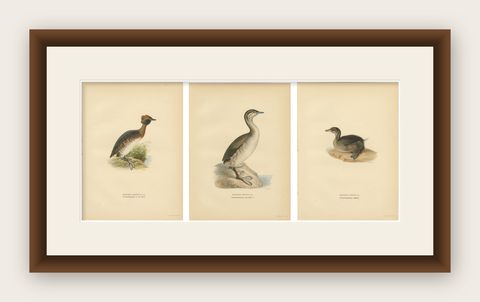 Antique Horned Grebe Bird Lithographs Set of 3, Podiceps Auritus, 1929, shown framed