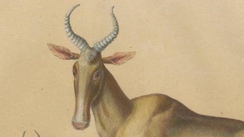 Antique Antelope Lithograph by Karl Joseph Brodtmann, 1816, close-up 2